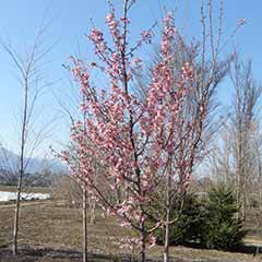 サクラ類（オカメ・しだれ桜など）